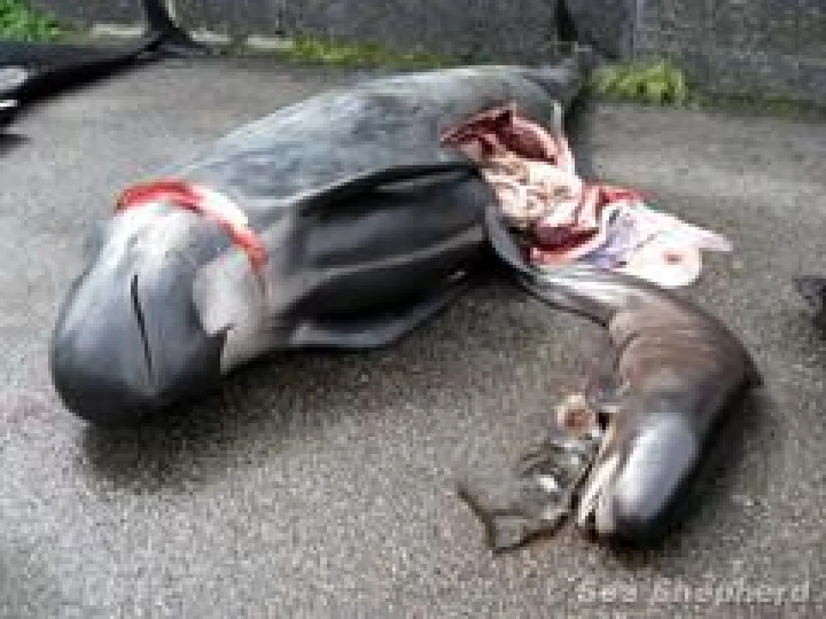 Selbst ungeborenen Walbabys fallen dem blutigen Treiben zum Opfer (Foto P. Hammarstedt, Sea Shepherd)