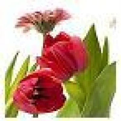 Bild: Blumenversand online – die Rettung in letzter Sekunde