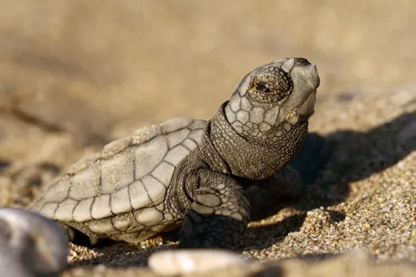Bild: Anamurs Schildkrötenbabies ohne Schutz, AGA befürchtet Massensterben junger Meereschildkröten