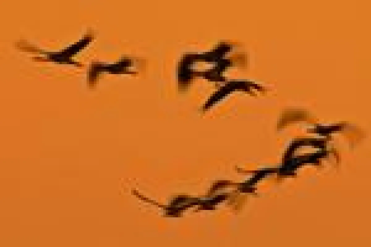 Foto-Exkursion Tierfotografie - FOTOCAMPUS Claus Brandt