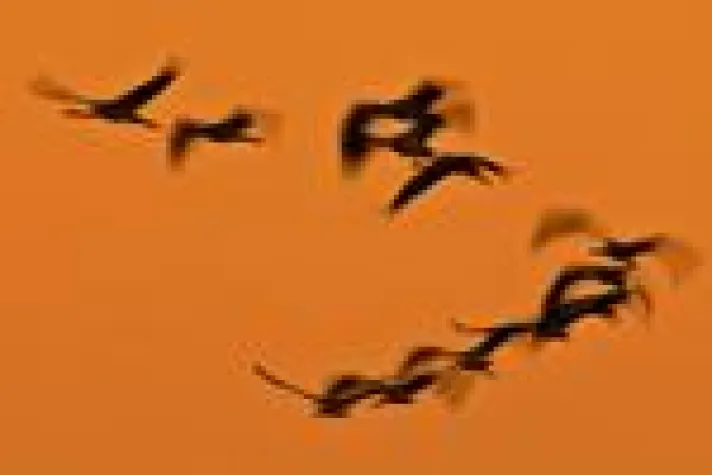 Bild: Praxistraining Tierfotografie: Zug der Kraniche