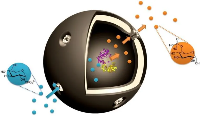 Bild: Nanocapsules Enable Cell-Inspired Metabolic Reactions