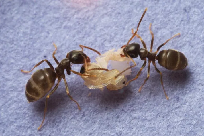 Bild: Tödliche Desinfektion im Ameisennest