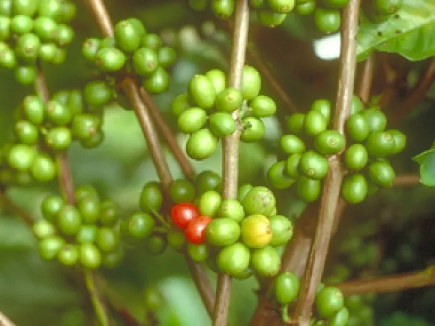 Kurioses Freizeitangebot: Urlaub auf der Kaffee-Plantage Bild: Kurioses Freizeitangebot: Urlaub auf der Kaffee-Plantage
