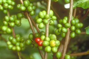 Bild: Kurioses Freizeitangebot: Urlaub auf der Kaffee-Plantage
