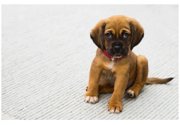 Bild: Innovative Plattform informiert umfassend über Tiergesundheitsschutz