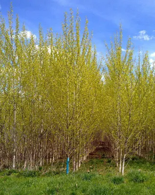 Bild: Energiewald-Fonds Wald: Energie auf der Zielgeraden