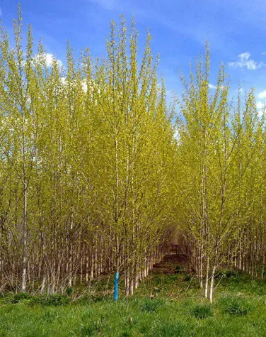 Energiewald-Fonds Wald: Energie auf der Zielgeraden Bild: Energiewald-Fonds Wald: Energie auf der Zielgeraden