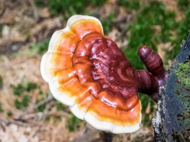 Bild: Pure Extracts steigt in den Mushroom-Markt ein!