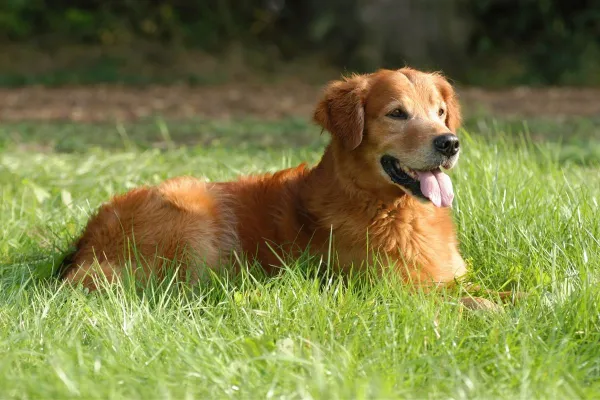 Bild: Warum Hundetraining Rückschritte keine Rückfälle sind - und was Du daraus lernst