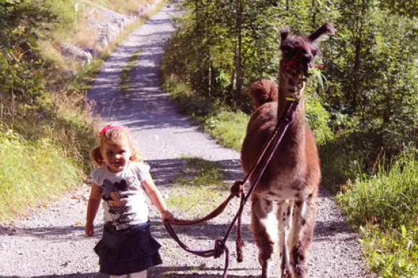 Bild: Herbstwanderung für die ganze Familie unter goldenen Blättern: Alpaka-Trekking in Liechtenstein