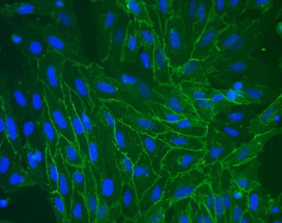 Flourescein-markierte Lektine erkennen Zucker auf Schweinezellen.  (© Beshir et al. 2017)