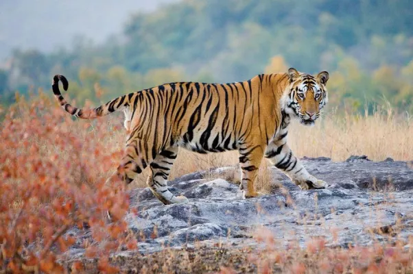 Bild: TAJ HOTELS: 120 Jahre Dschungelbuch - Mit Taj Safaris Shere Khan am Originalschauplatz erleben