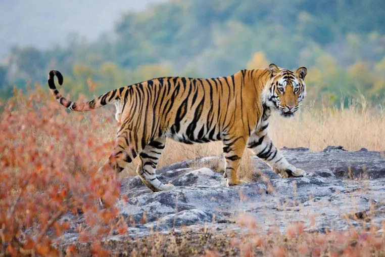 TAJ HOTELS: 120 Jahre Dschungelbuch - Mit Taj Safaris Shere Khan am Originalschauplatz erleben Bild: TAJ HOTELS: 120 Jahre Dschungelbuch - Mit Taj Safaris Shere Khan am Originalschauplatz erleben