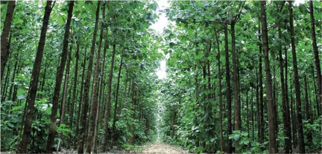 Bild: ShareWood Switzerland AG lanciert CO2 Projekte