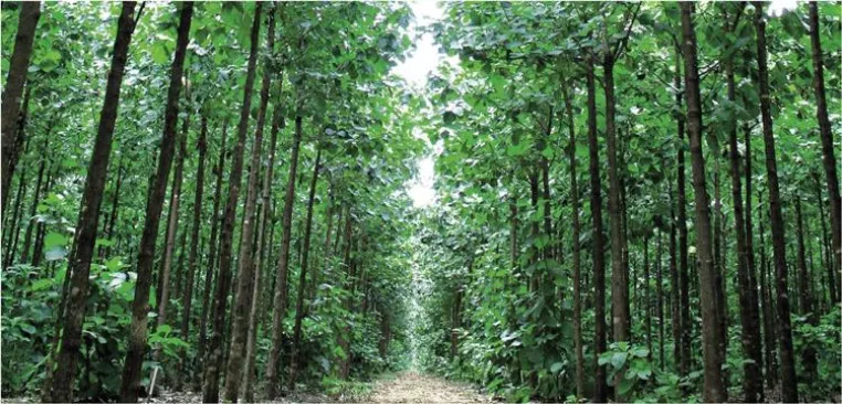 ShareWood Switzerland AG lanciert CO2 Projekte Bild: ShareWood Switzerland AG lanciert CO2 Projekte