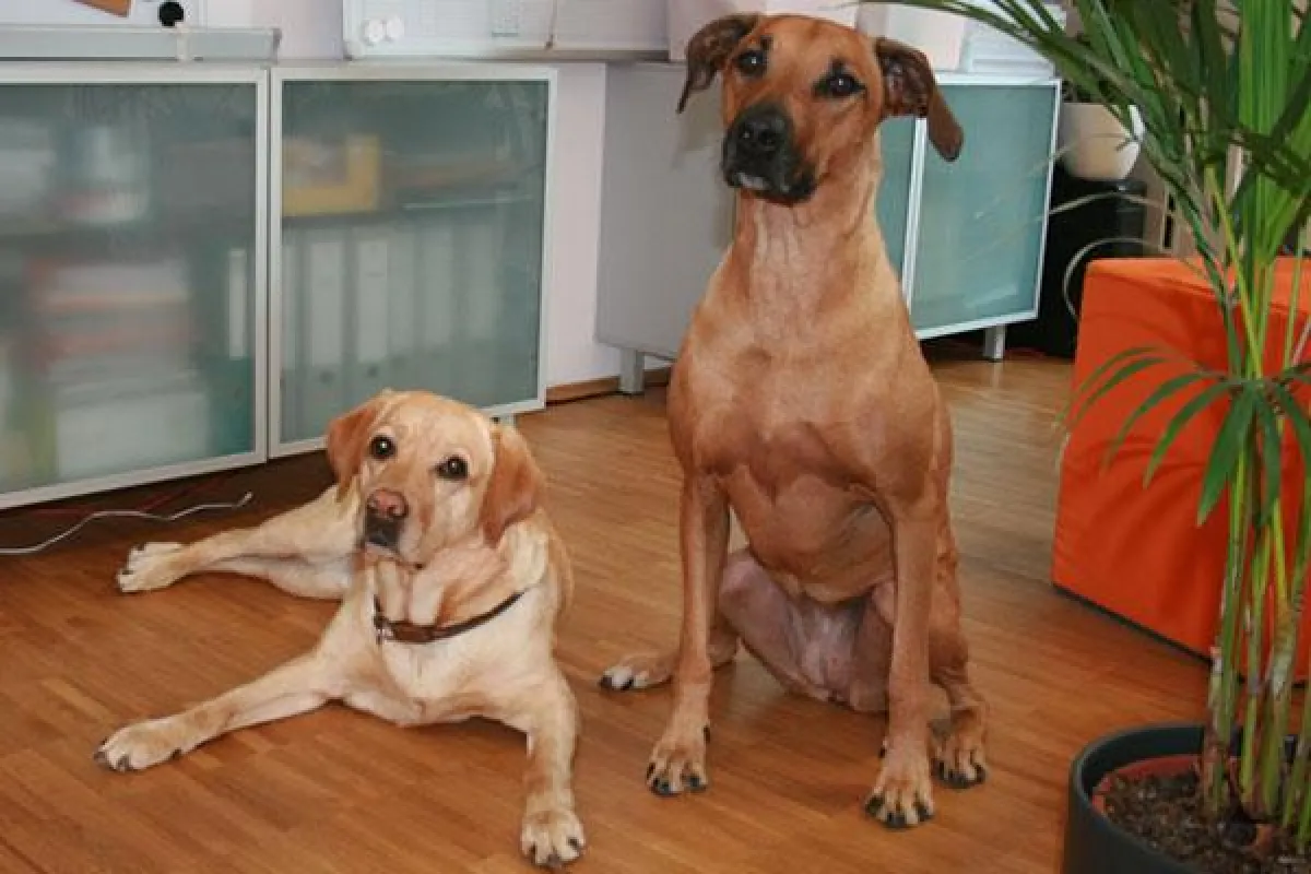 Hunde im Büro
