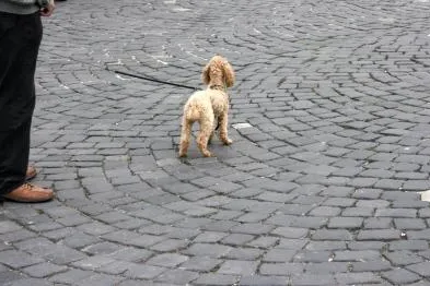 Die Hundehaftpflichtversicherung – Genauso wichtig wie die private Haftpflichtversicherung Bild: Die Hundehaftpflichtversicherung – Genauso wichtig wie die private Haftpflichtversicherung