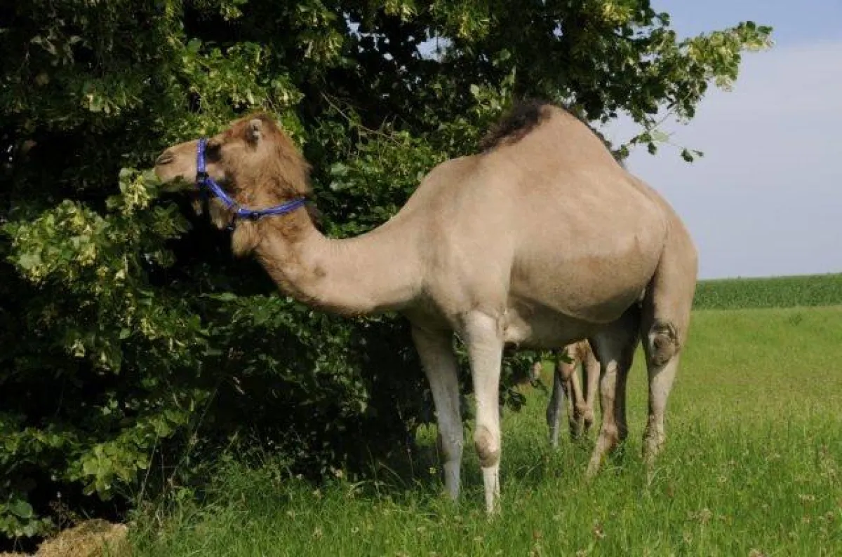 Suleika - eine orientalische Schönheit im Bayerischen Wald. Foto: Camel-City