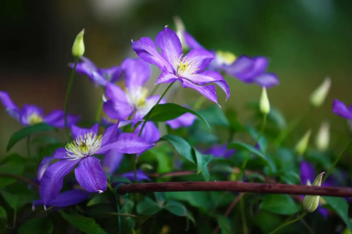 Die Clematis ist eine beliebte Gartenpflanze.