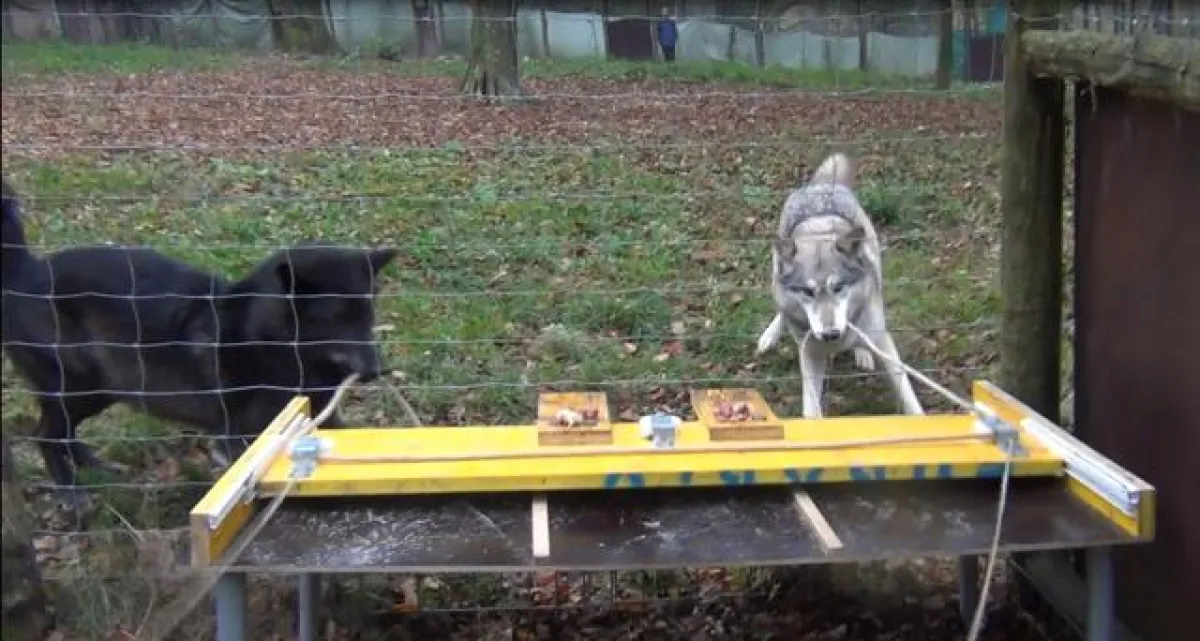 Wolf dyads show perfect teamwork, while two dogs hardly were able to co-operate. (Wolf Science Center/Vetmeduni Vienna)