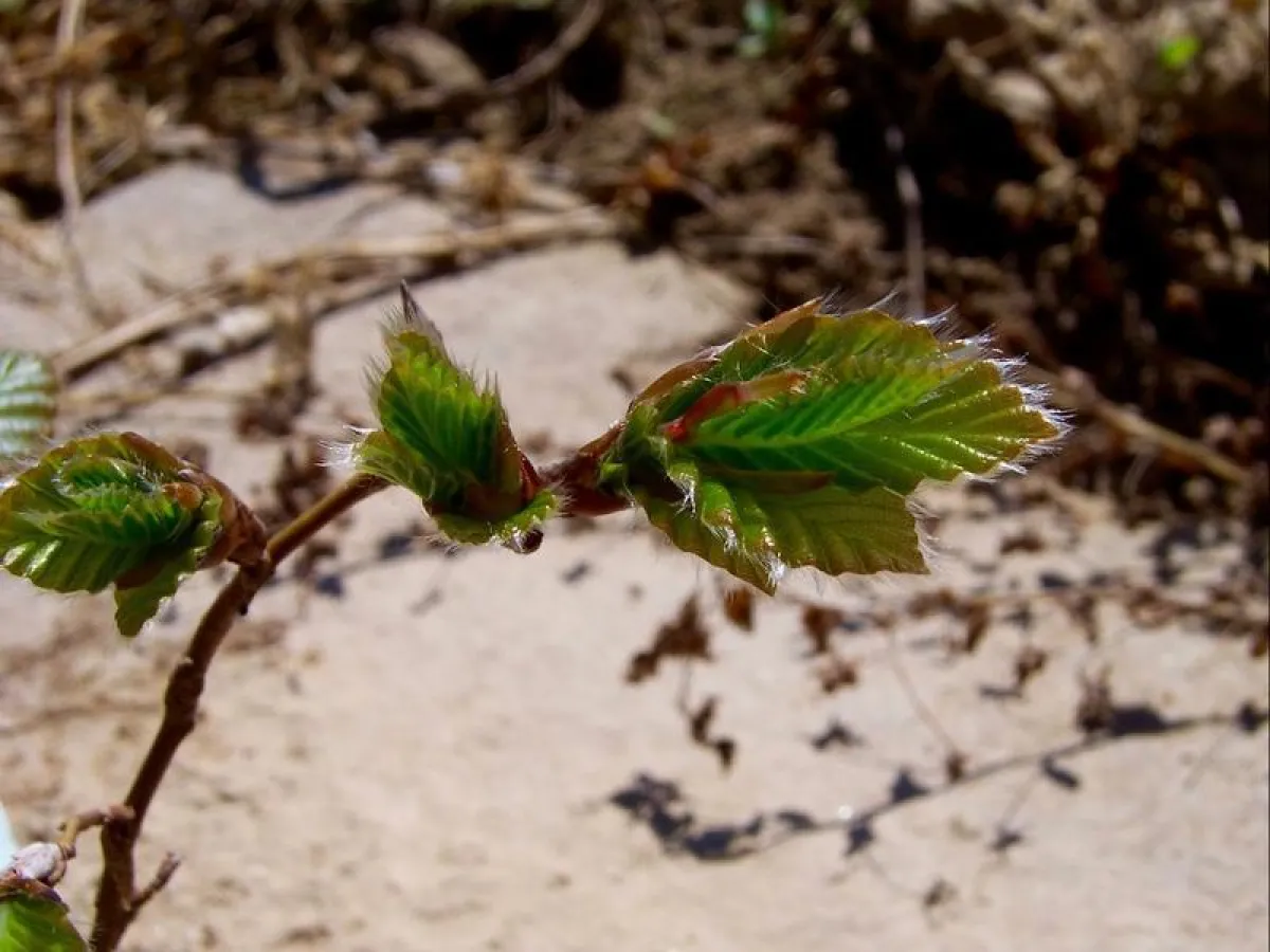 Entstehung der Blätter der Buche im Frühjahr. (Yann Vitasse, Univ. Neuchâtel/WSL)