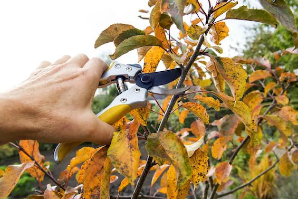 Obstbaumschnitt. Quelle: immoexperten.de / schulzie / Fotolia.com