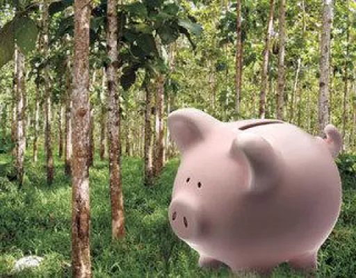 Bild: Kapitalvernichtung durch Zinsentscheid der EZB: ForestFinance empfiehlt Ernte statt Niedrigzinsen