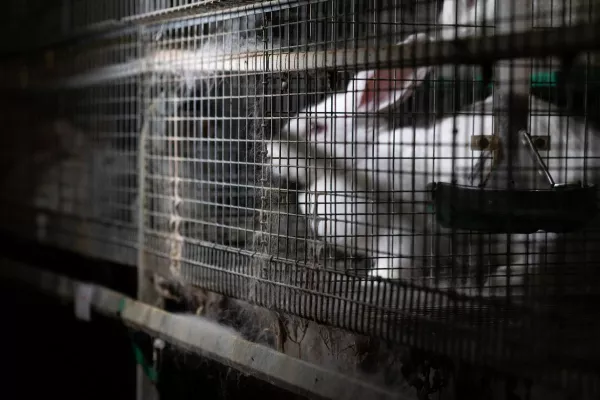 Bild: Deutschlands größter Kaninchenzüchter erwirkt Einstweilige Verfügung gegen Deutsches Tierschutzbüro 