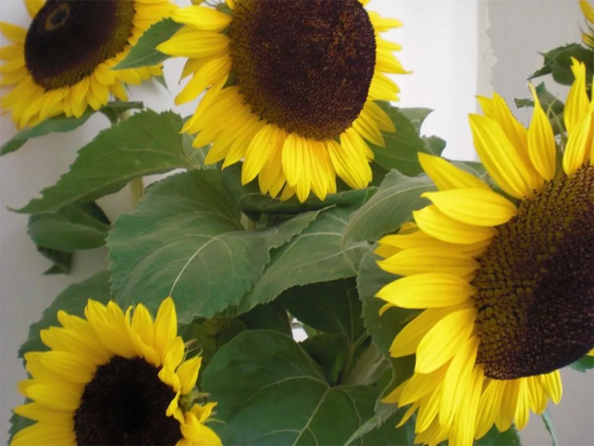 Spätsommerfest im Sinneswandel