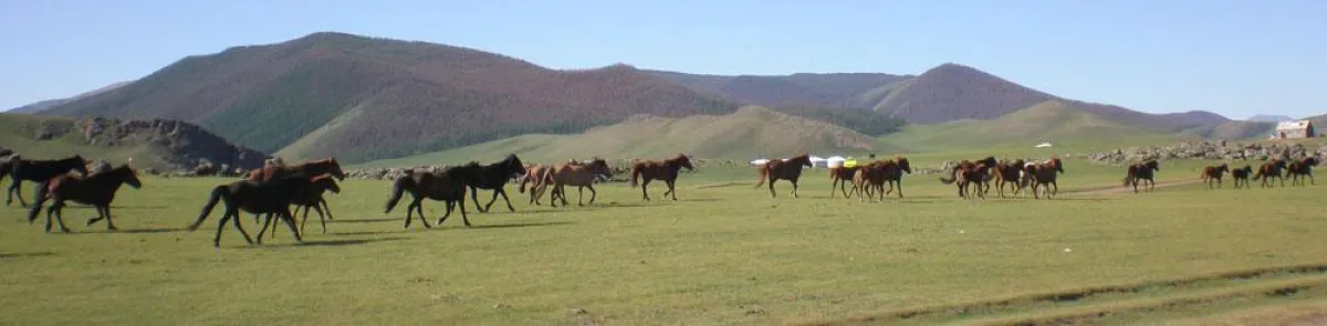 Pferdeherde in der Mongolei