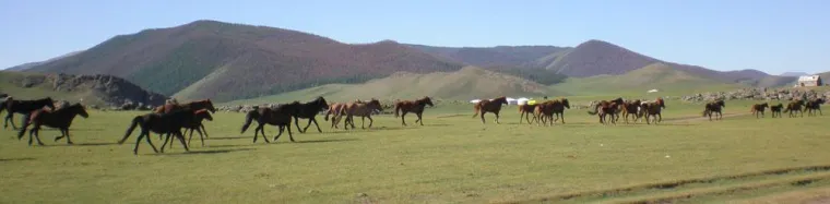Erlebnis Pferd in der Mongolei Bild: Erlebnis Pferd in der Mongolei