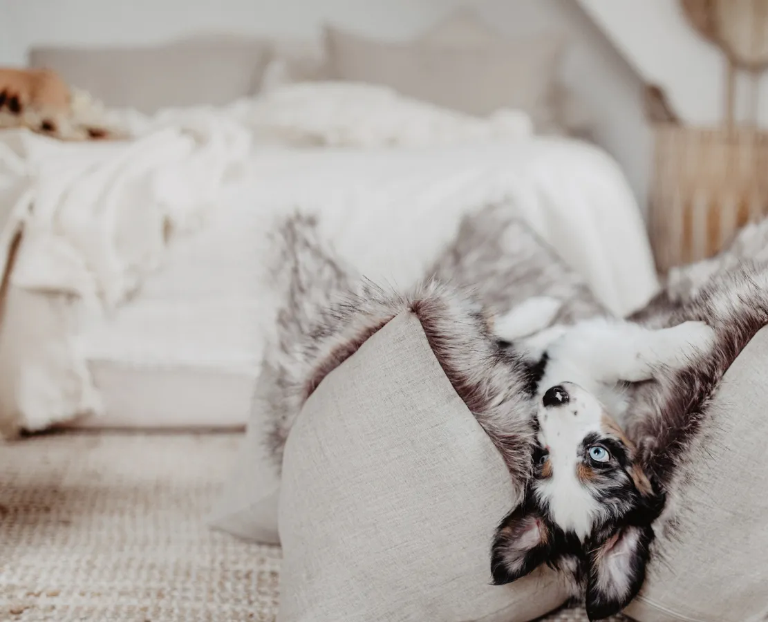 FLUM Hundekissen - perfekt passend für Dein Interior!