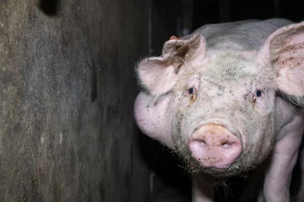 Bild: Bildmaterial zeigt Tierquälerei von Schweinen in 7 Westfleisch Zulieferbetrieben 