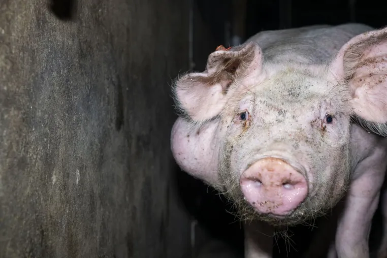 Bild: Bildmaterial zeigt Tierquälerei von Schweinen in 7 Westfleisch Zulieferbetrieben 