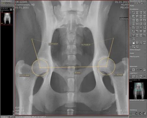 Oehm und Rehbein Bildmanagementsystem dicomPACS®vet überzeugt an einer der größten Universitäten Europas Bild: Oehm und Rehbein Bildmanagementsystem dicomPACS®vet überzeugt an einer der größten Universitäten Europas
