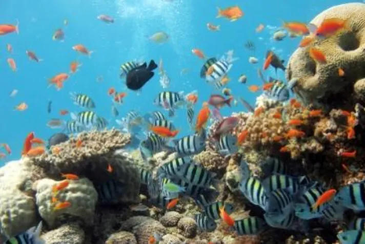 Erster Meeresnationalpark der Malediven Bild: Erster Meeresnationalpark der Malediven