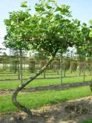 Bild: Außergewöhnliche Heckenpflanzen und Gehölze für einmalige Atmosphäre im Garten
