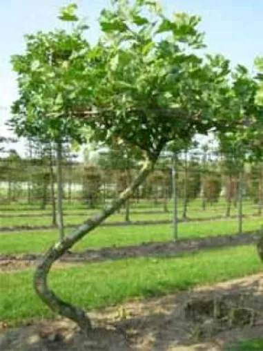 Bild: Außergewöhnliche Heckenpflanzen und Gehölze für einmalige Atmosphäre im Garten