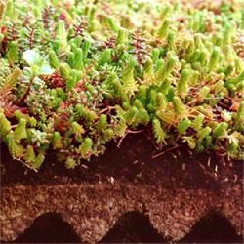 Dachbegrünung FlorDepot-System im Querschnitt