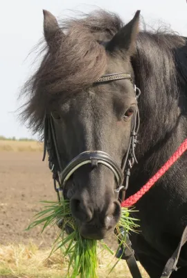 Bild: Pony Führerschein® Lizenz: Ab 2016 mit erweitertem Betreuungskonzept
