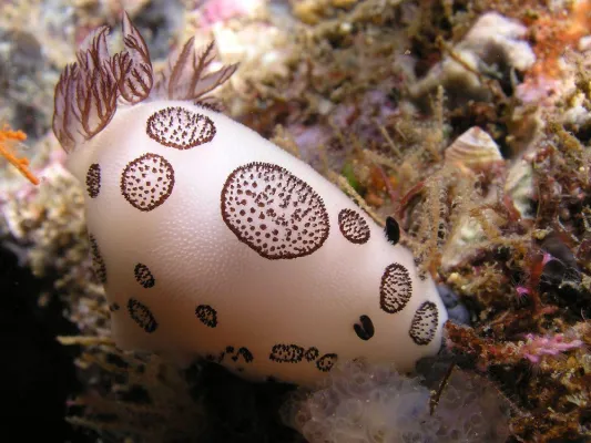 Bild: Natürliche Substanzen aus dem Meer sollen den Schutzschild des Tumors überwinden