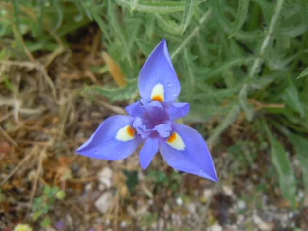 Bild: Honig mit Pollen gentechnisch veränderter Pflanzen