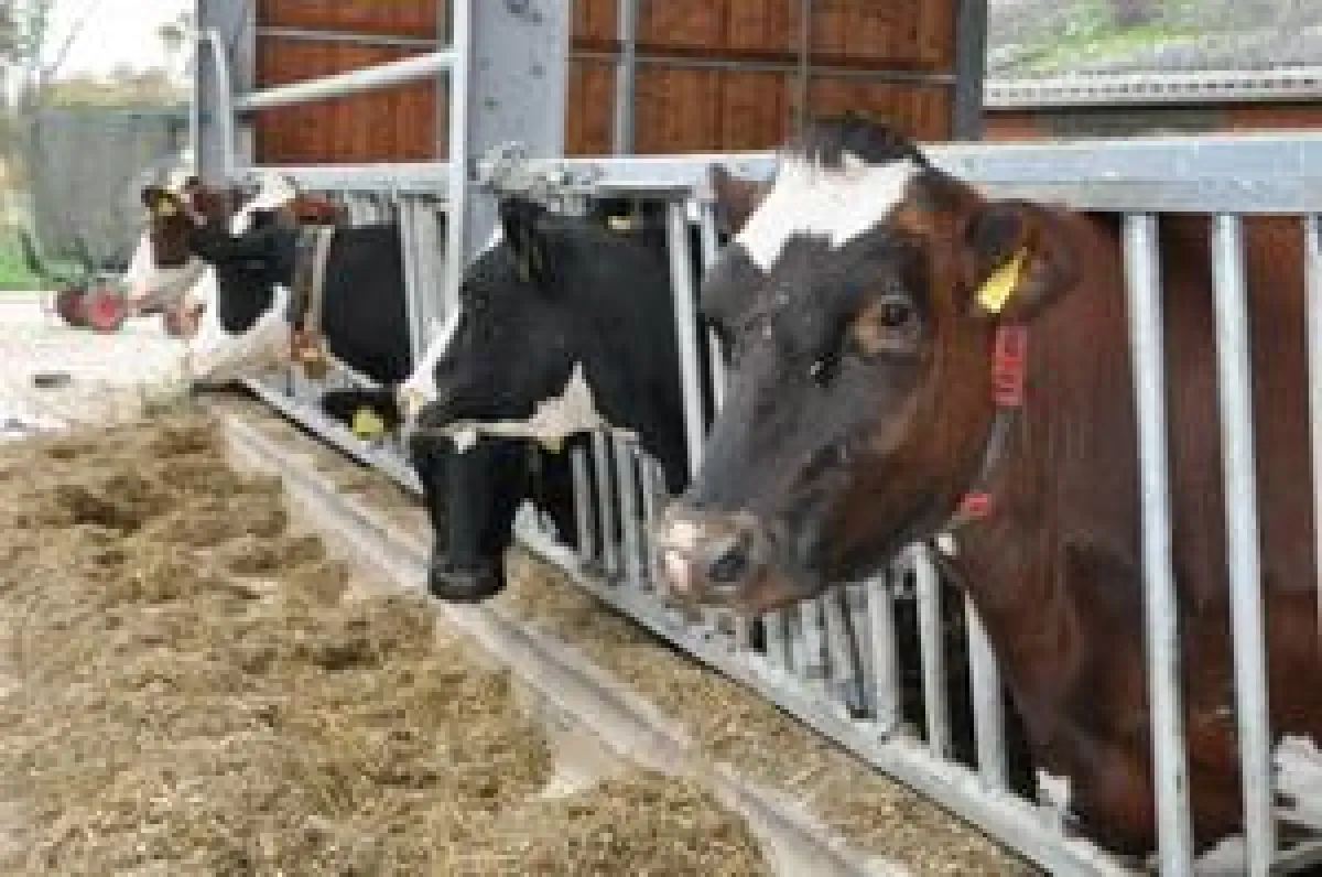 Kann Clostridium Botulinum über Gärfutter übertragen werden?