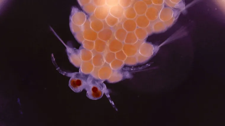 Bild: Gegen den Demokratieverfall: Feste Spielregeln sind gefragt 