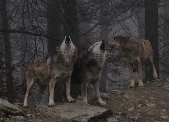 Bild: Entdeckerfahrt „Nachts unter Wölfen“- Beobachte das größte Wolfsrudel Europas im Wildpark Bad Mergentheim
