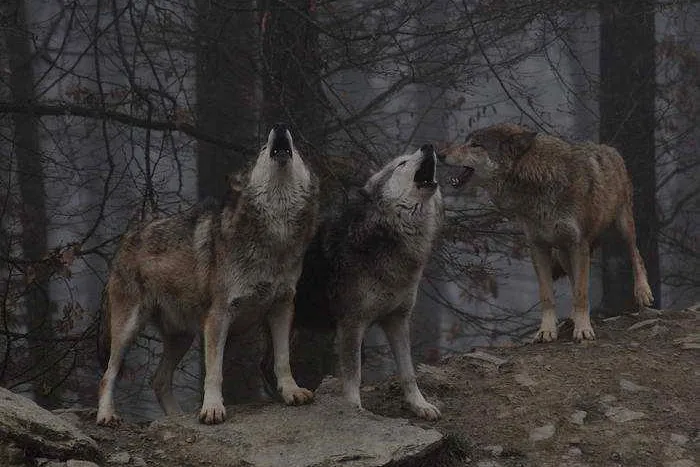Bild: Entdeckerfahrt „Nachts unter Wölfen“- Beobachte das größte Wolfsrudel Europas im Wildpark Bad Mergentheim