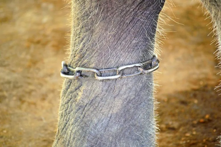 Bild: Skandal - Bundestag stimmt mit großer Mehrheit gegen Wildtierverbot in Zirkussen