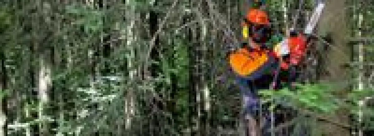 Baumpflegesäge ECHO CS-360TES im Einsatz