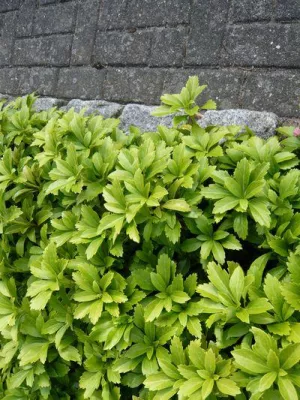 Bild: Stauden und Bodendecker als Rasen-Ersatz - pflegeleicht und gleichzeitig guter Schutz für den Boden